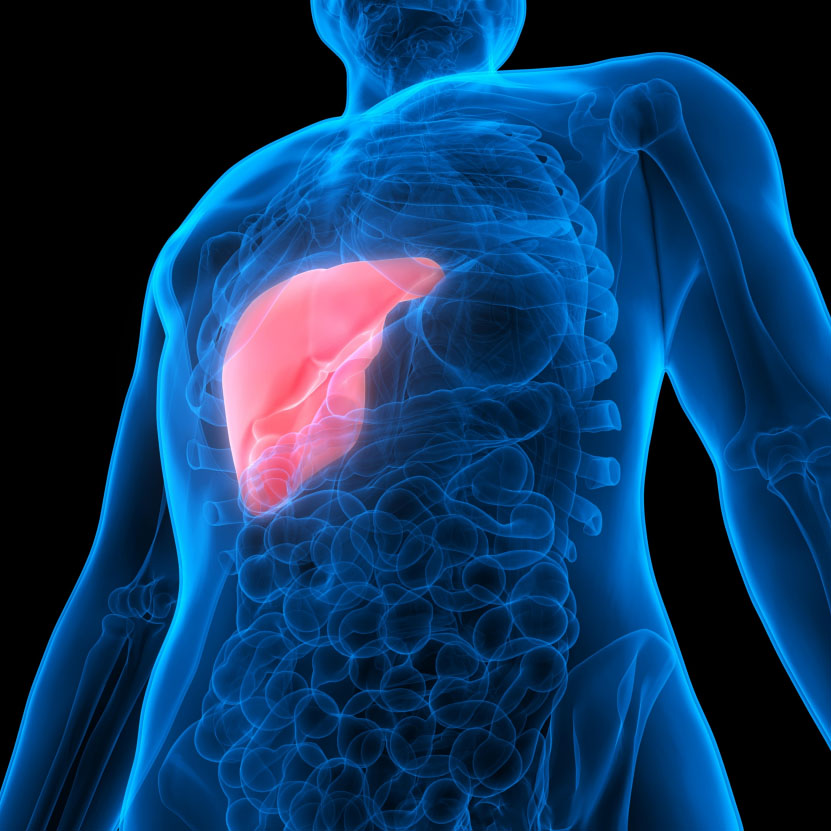 Liver <a href='/cancer/'>Cancer</a>