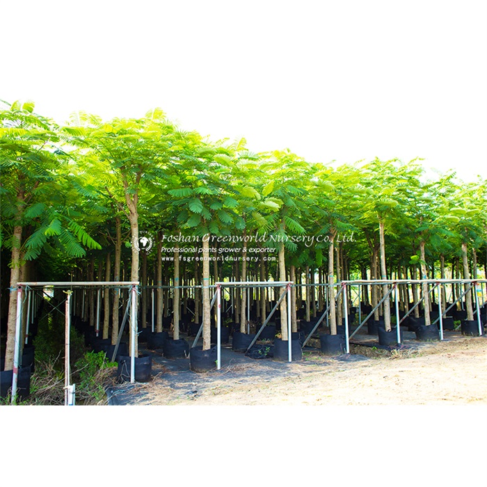 Delonix regia is also called Flame tree, Flamboyant, Royal poinciana, Gul Mohr, Peacock Flower