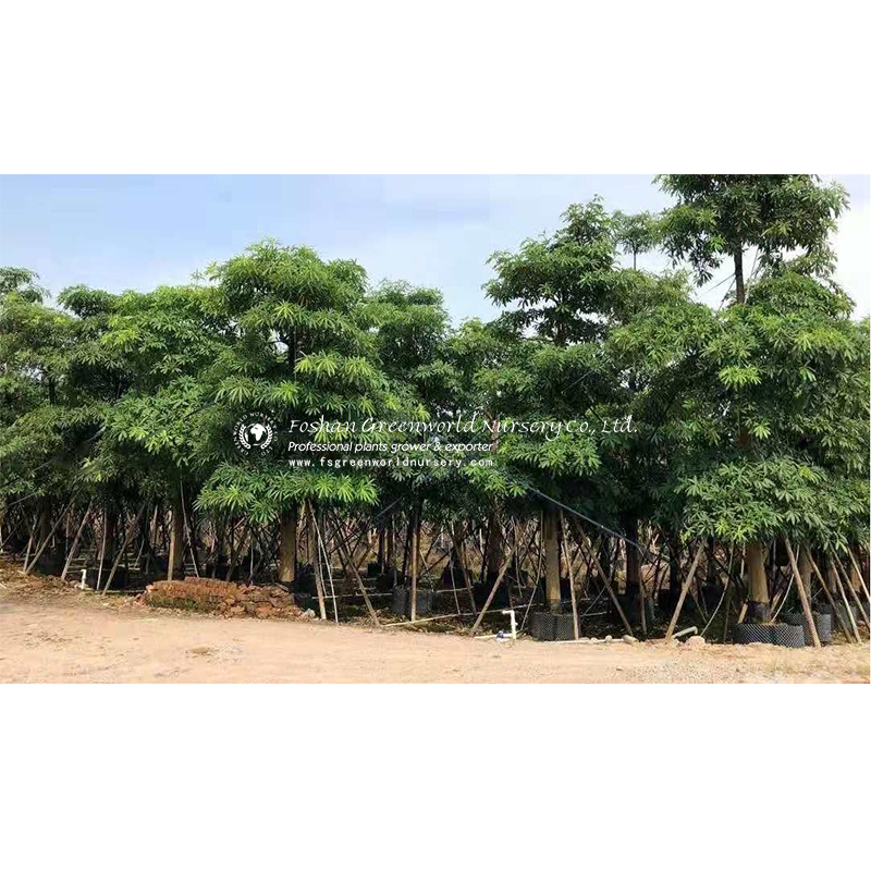 Alstonia scholaris, commonly called blackboard tree or devil's tree in English