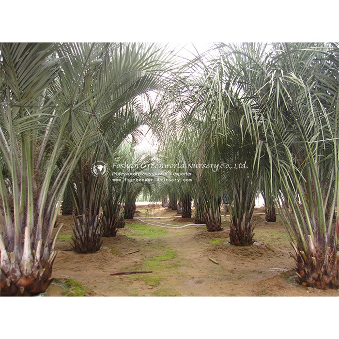 Butia capitata, also known as jelly palm, is a Butia palm native to the states of Minas Gerais