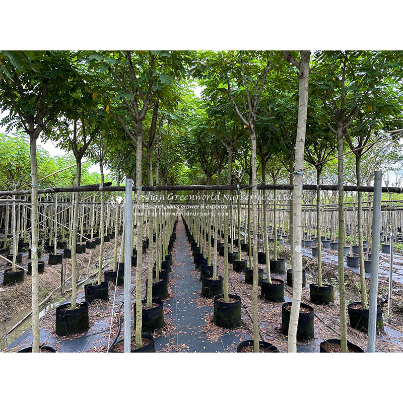 <a href='/cassia-glauca/'>Cassia Glauca</a> Vachellia farnesiana, also known as Acacia farnesiana, and previously Mimosa farnesiana, commonly known as sweet acacia
