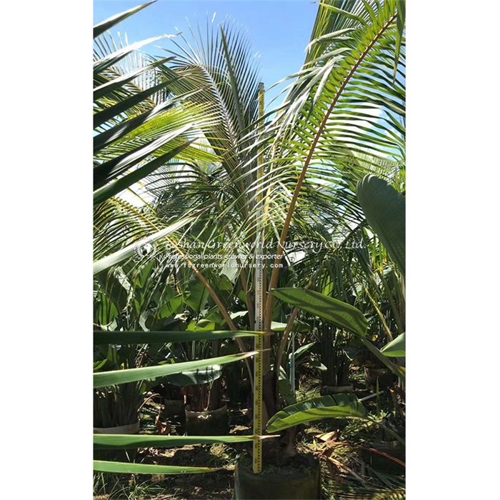 The coconut tree (Cocos nucifera) is a member of the palm tree family (Arecaceae) and the only known living species of the genus Cocos