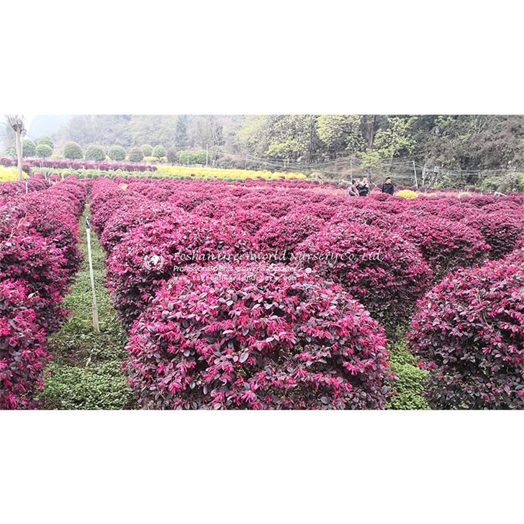 Loropetalum chinense is commonly known as loropetalum,  Chinese fringe flower and strap flower