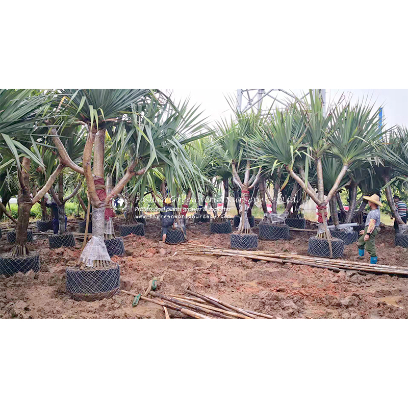 Pandanus utilis, the common screwpine is, despite its name, a monocot and not a pine.[2] It is native to Madagascar and naturalised in Mauritius and the Seychelles