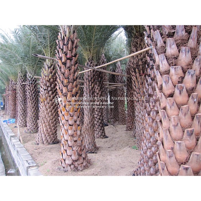 Phoenix sylvestris (sylvestris - Latin, of the forest) also known as silver date palm, Indian date, sugar date palm or wild date palm