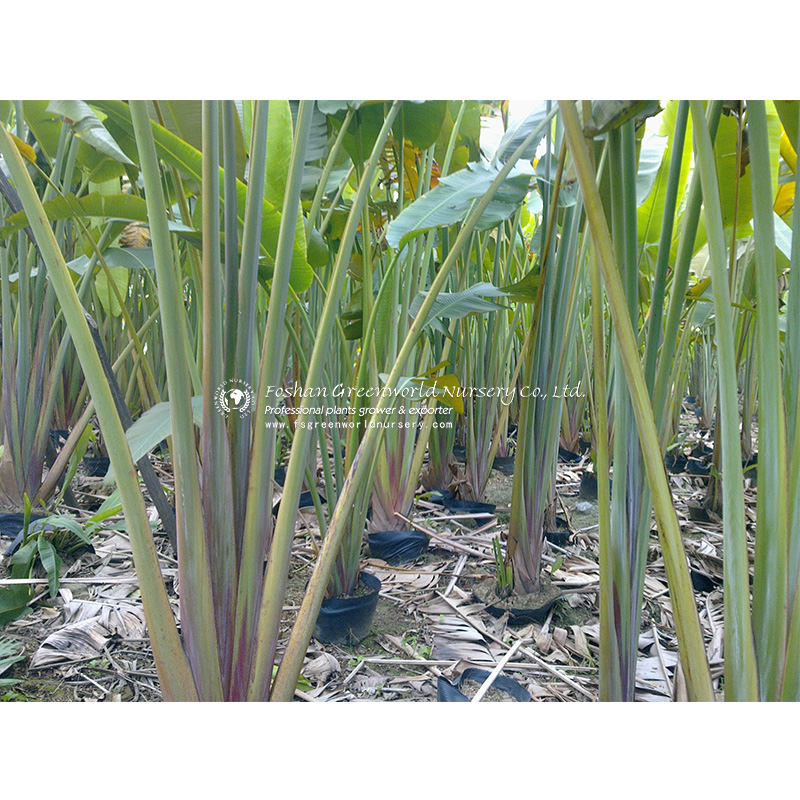 Ravenala madagascariensis, commonly known as the traveller's tree, traveller's palm or East-West palm