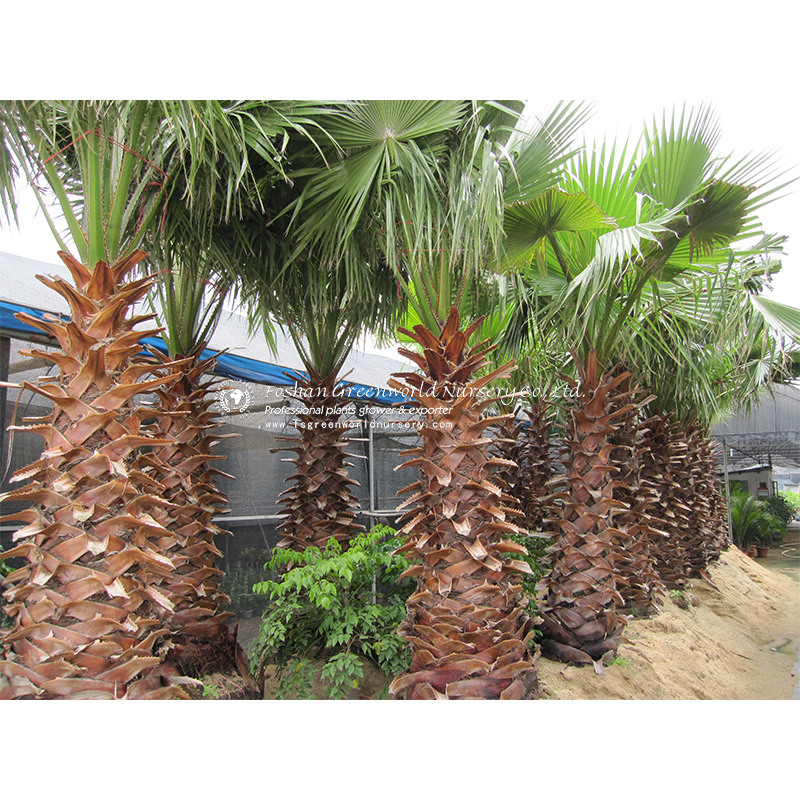 Washingtonia robusta, the Mexican fan palm or Mexican washingtonia