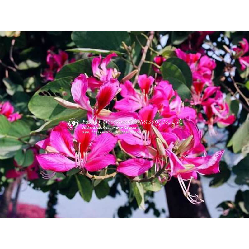 Bauhinia Variegata common names include orchid tree(though not belonging to the family Orchidaceae) and mountain ebony