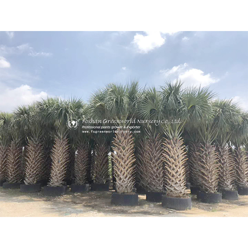 Sabal palms (or fan-palms) are an endemic genus to the new world