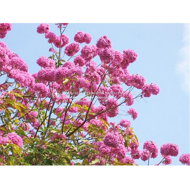 Handroanthus impetiginosus, the pink ipê, pink lapacho or pink trumpet tree, is a tree in the family Bignoniaceae