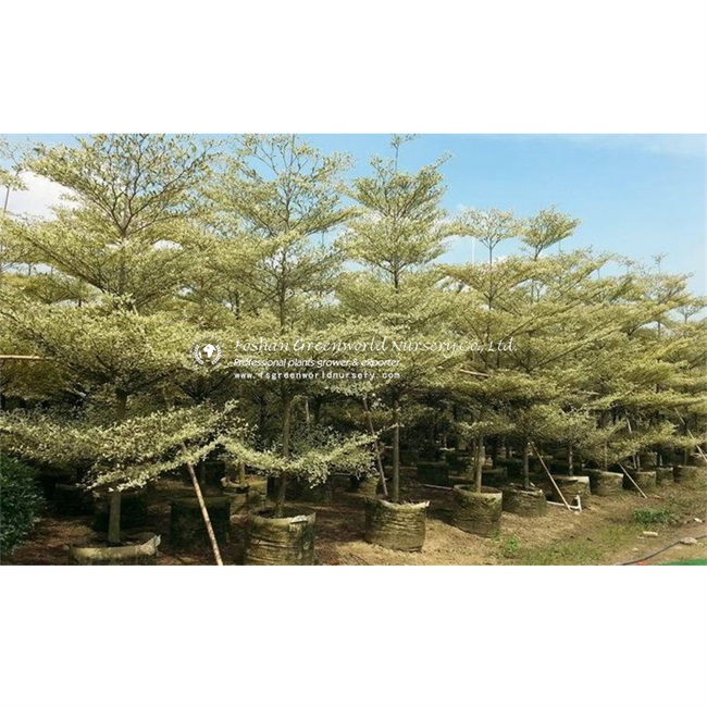 Terminalia Mantaly Vairegata also called umbrella Tree,  grows 10-20 m with an erect stem and neat, conspicuously layered branches