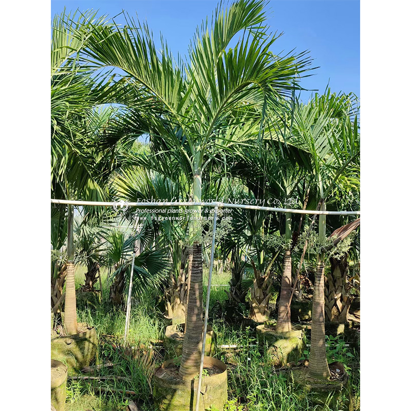 Adonidia merrillii is a popular small to medium-sized, single-trunked palm tree that resembles a dwarf version of the royal palm