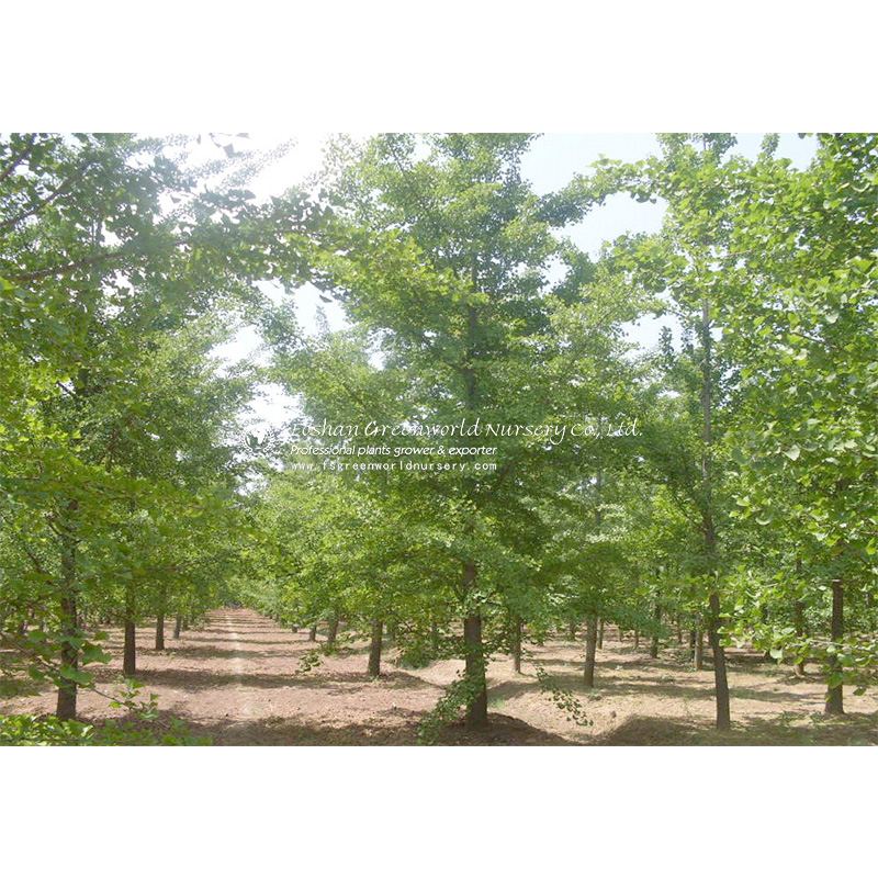 Ginkgo biloba, commonly known as ginkgo or gingko, also known as the maidenhair tree