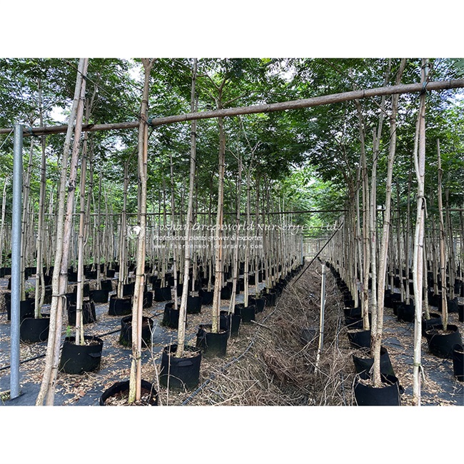  Albizia lebbeck is a species of Albizia, native to Indomalaya, New Guinea and Northern Australia