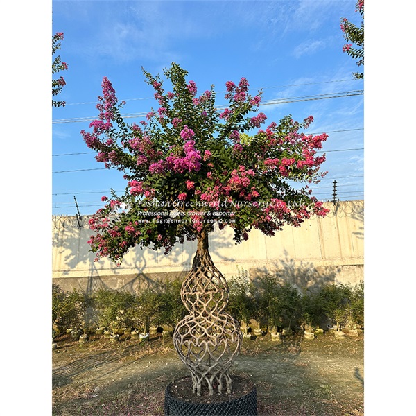Lagerstroemia indica Gourd Shape is also called Crape myrtle, and Crepe myrtle