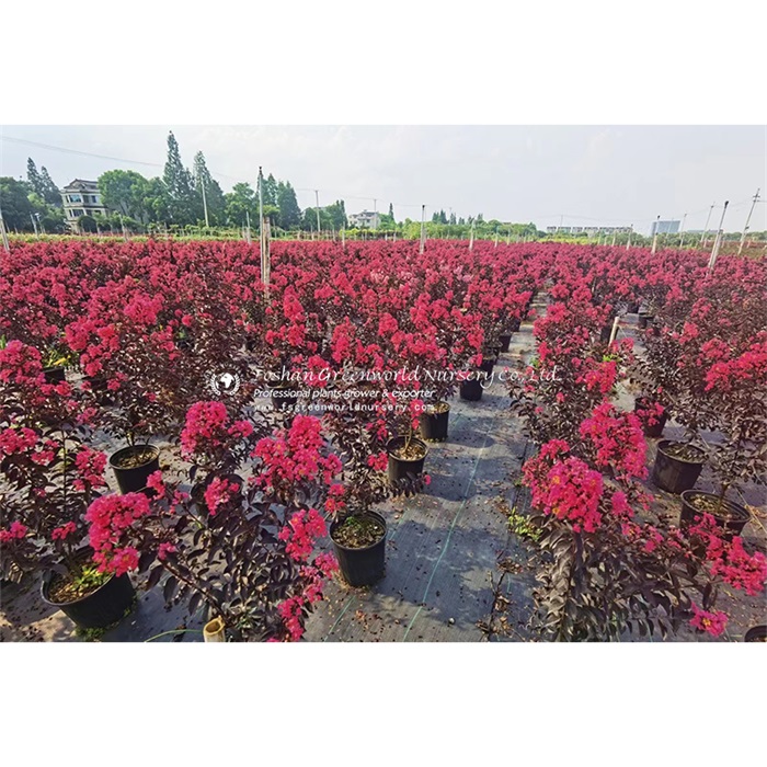 Lagerstroemia indica dwarf ball shape