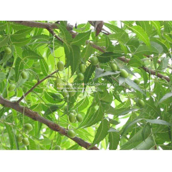  <a href='/azadirachta/'>Azadirachta</a> indica commonly known as neem, nimtree or Indian lilac