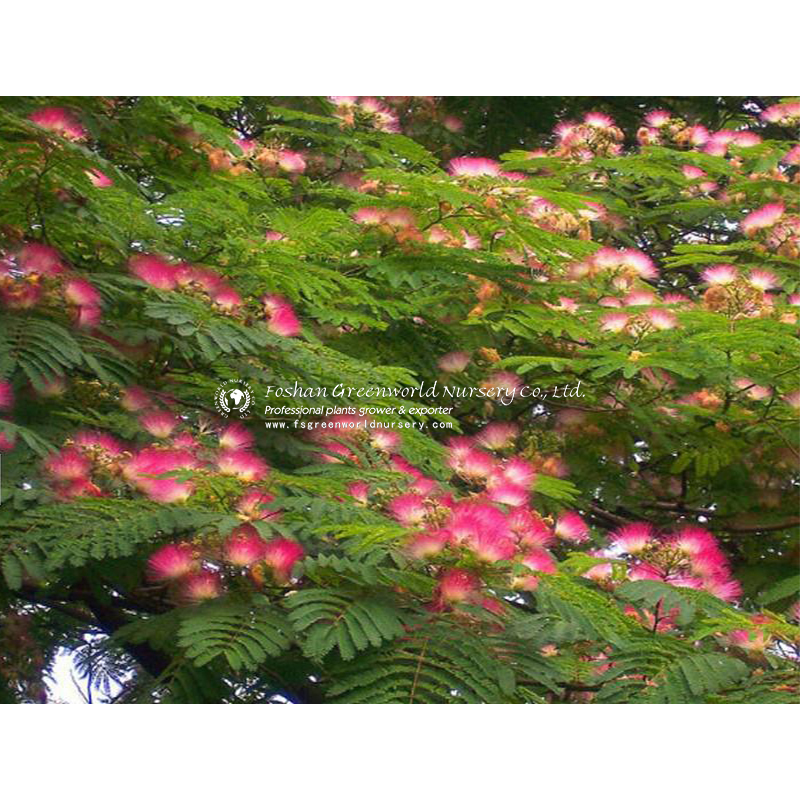  Albizia julibrissin (Persian silk tree, pink silk tree) is a species of tree in the family Fabaceae, native to southwestern and eastern Asia