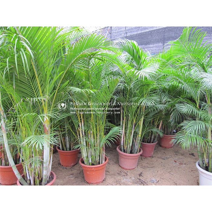 <a href='/chrysalidocarpus/'>Chrysalidocarpus</a> lutescens, also known as golden cane palm, areca palm, yellow palm, butterfly palm, or bamboo palm