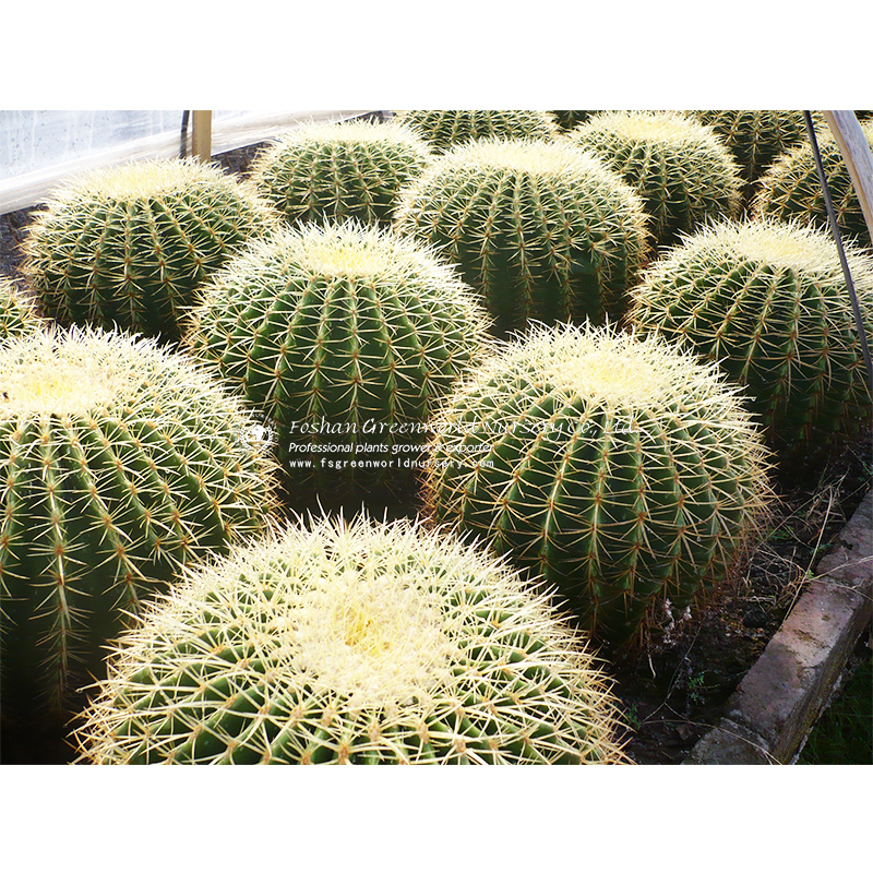 Echinocactus grusonii or Kroenleinia grusonii, popularly known as the golden barrel cactus, golden ball