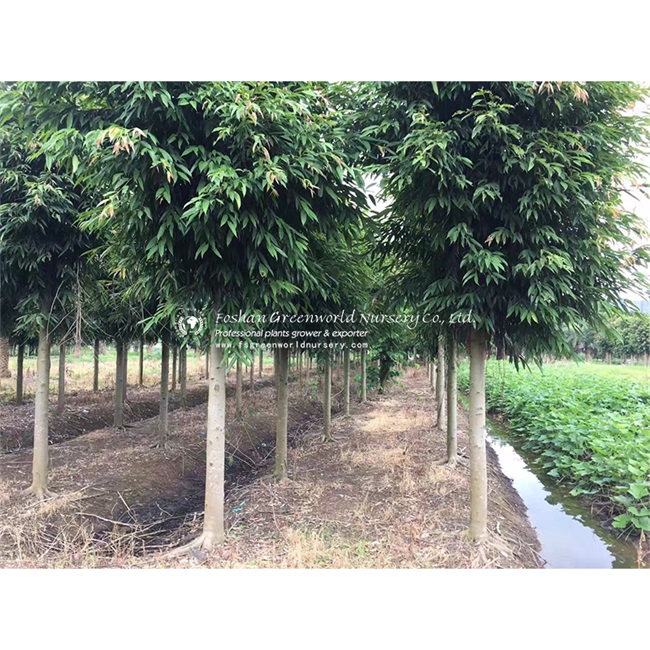  Ficus longifolia The Long-leaf Fig is a relatively new cultivar with superior ability in holding leaves compared with ficus benjamina cultivars. 