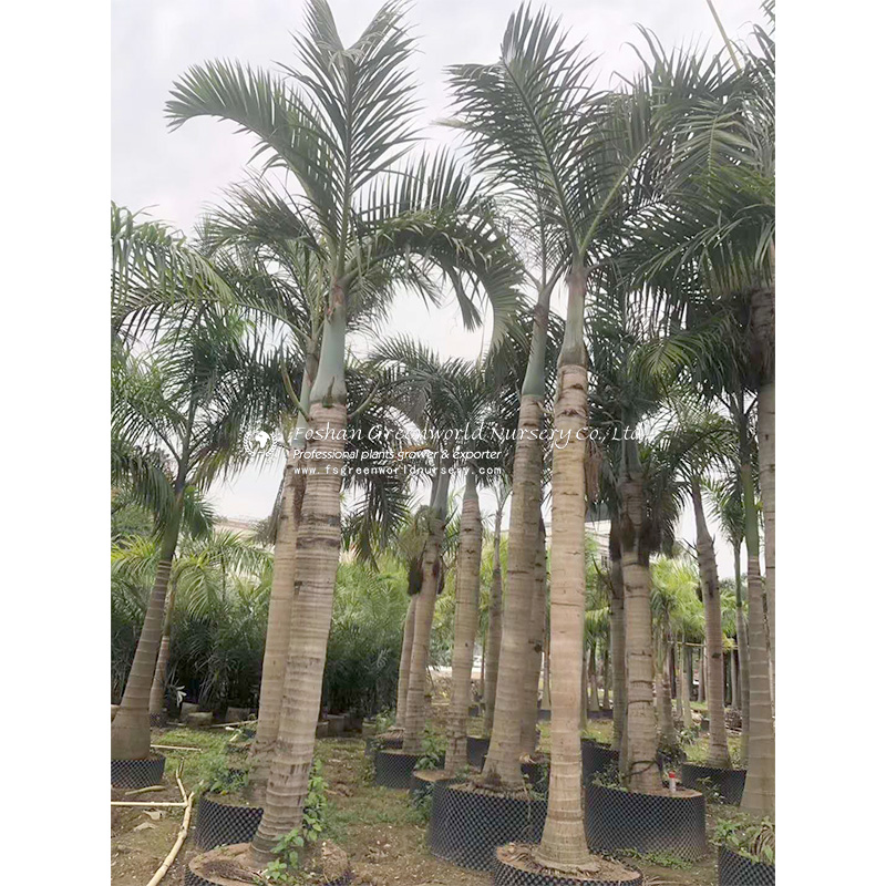 Hyophorbe verschaffeltii, the palmiste marron or spindle palm, is a critically endangered species of flowering plant in the family Arecaceae