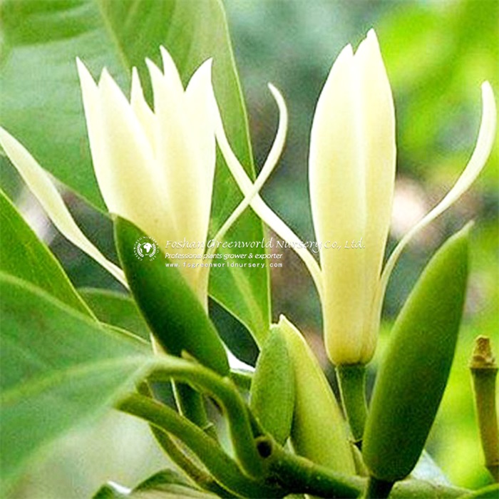 Michelia is hybrid between Michelia Champaca and Magnolia Montana with sweet strong fragrance of flower