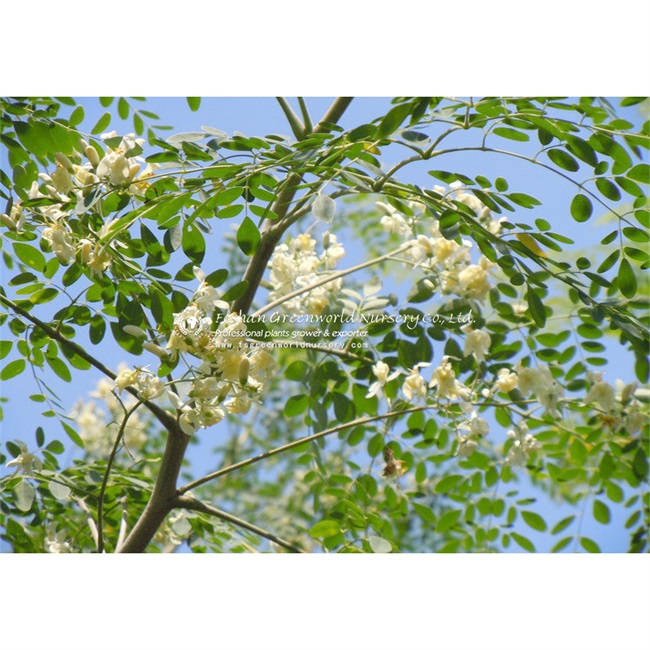 Moringa oleifera is a fast-growing, drought-resistant tree of the family Moringaceae, native to the Indian subcontinent