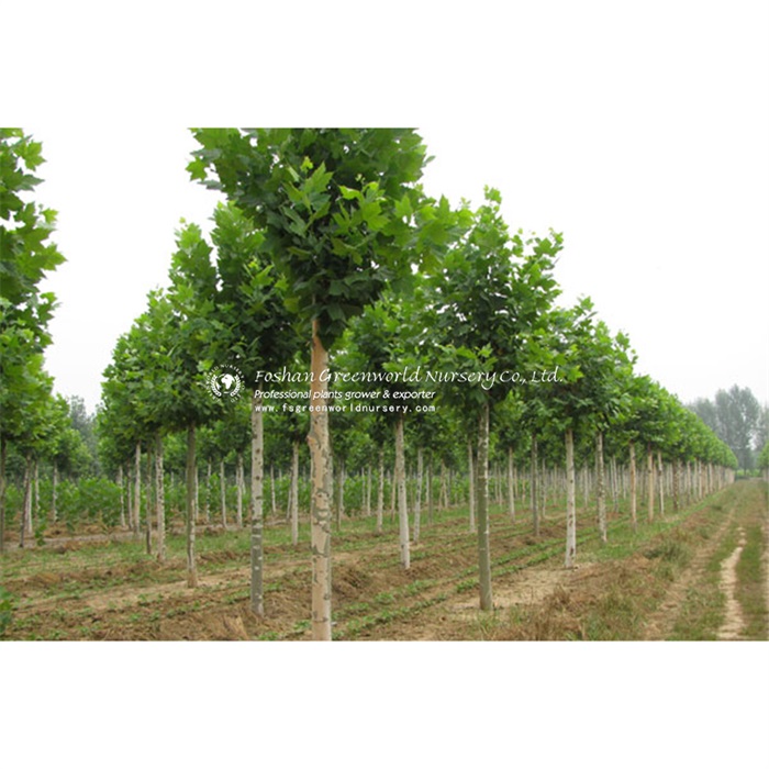 Platanus  acerifolia, Platanus  hispanica, or hybrid plane, is a tree in the genus Platanus