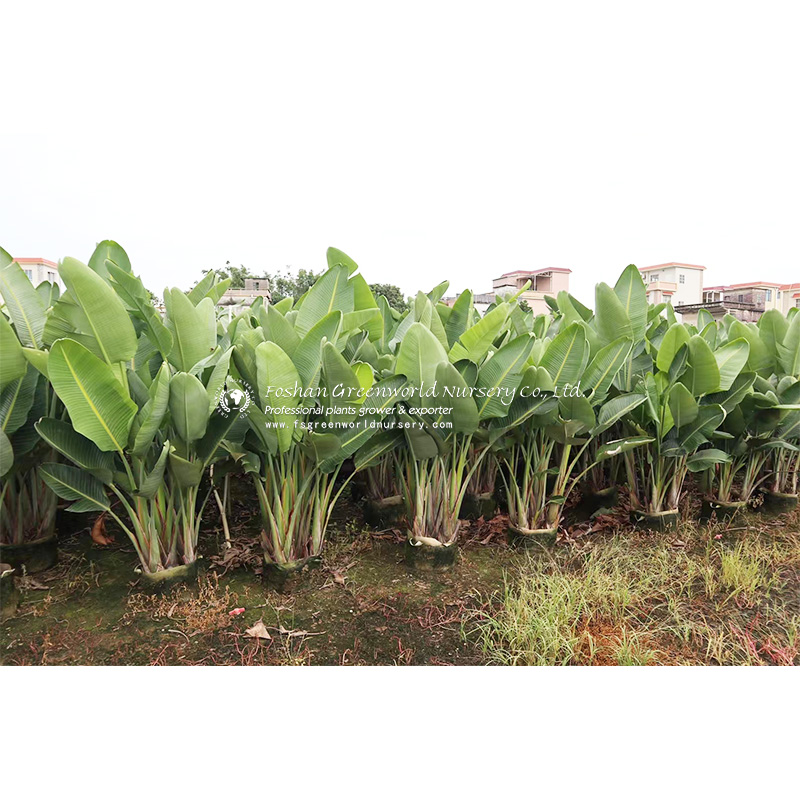 Strelitzia  is a genus of five species of perennial plants, native to South Africa. It belongs to the plant family Strelitziaceae