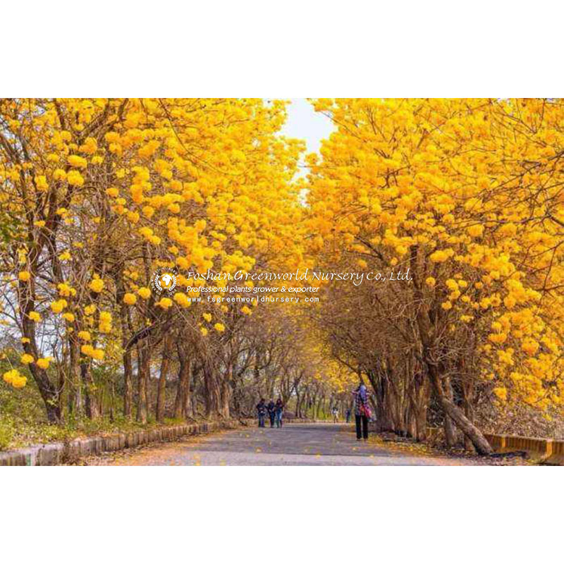 Handroanthus chrysanthus (araguaney or yellow ipê), formerly classified as Tabebuia chrysantha