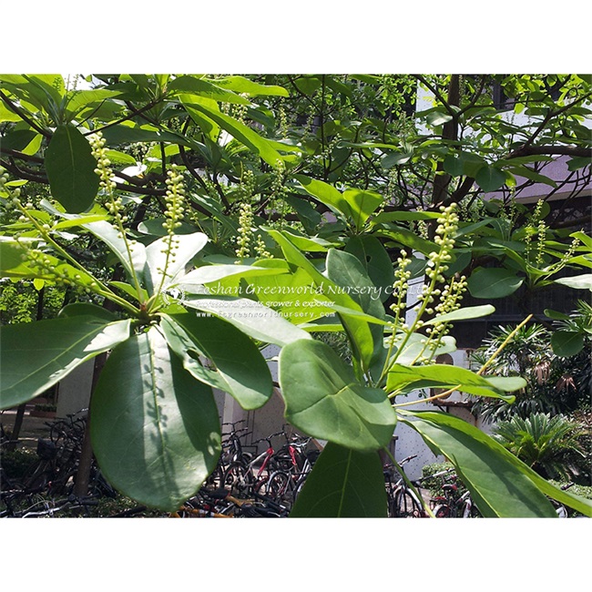 Terminalia catappa-Common names in English include country almond, Indian almond, Malabar almond, sea almond, tropical almond, beach almond and false kamans