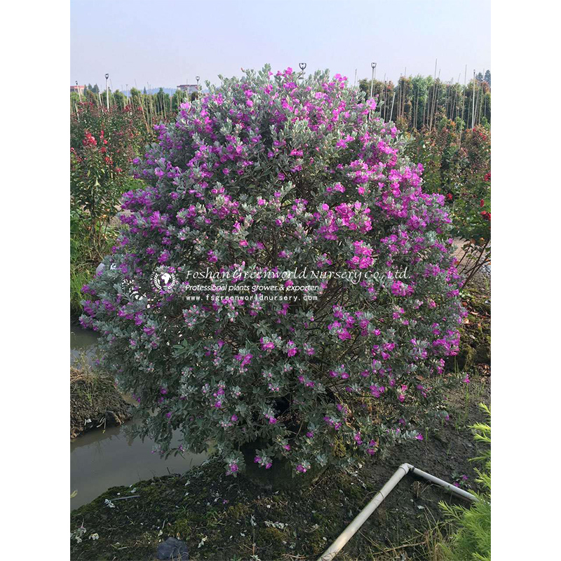 Leucophylum frutescens Barometer bush, Purple sage. Drought-tolerant shrub with silvery, feltlike leaves; flowers in summer are pale-bluish or lavender