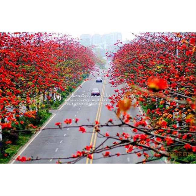 Bombax Ceiba is a genus of mainly tropical trees in the mallow family, Common names for the genus include silk cotton tree, simal, red cotton tree, kapok