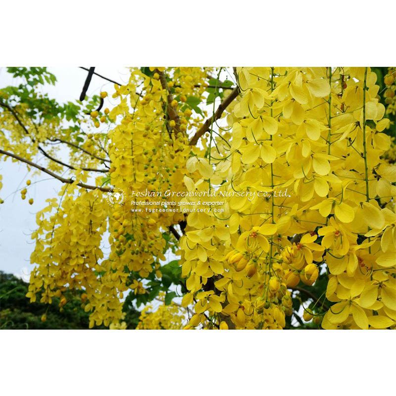 <a href='/cassia-fistula/'>Cassia Fistula</a> Cassia fistula, commonly known as golden shower, purging cassia, Indian laburnum, or pudding-pipe tree