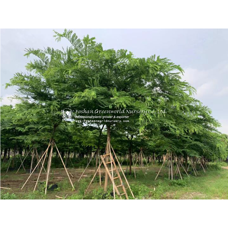 Cassia Javanica Cassia javanica, also known as Java cassia, pink shower, apple blossom tree and rainbow shower tree