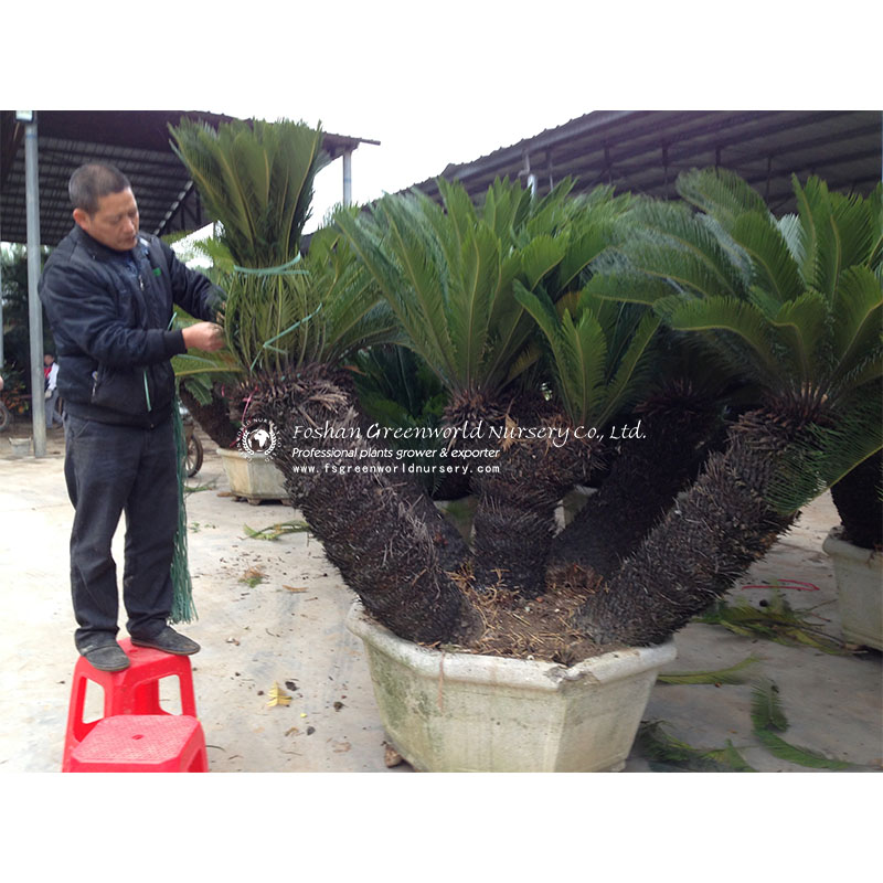 <a href='/cycas/'>Cycas</a> Revoluta Multi-trunk is also called Sago Palm, King Sago, Sago cycad, Japanese Sago Palm