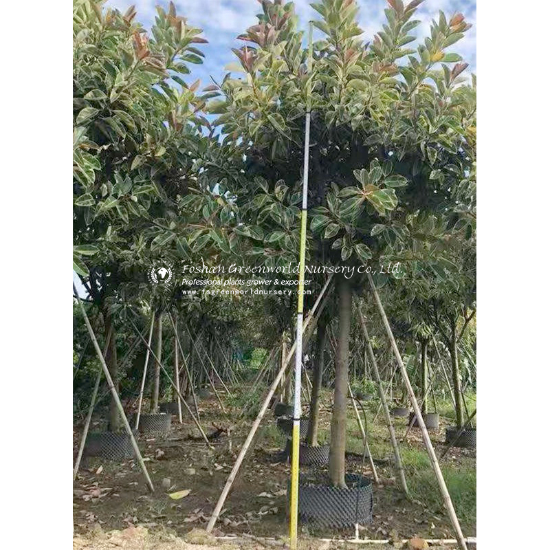 Ficus Elastica Variegata, the rubber fig, rubber bush, rubber tree, rubber plant, or Indian rubber bush, Indian rubber tree