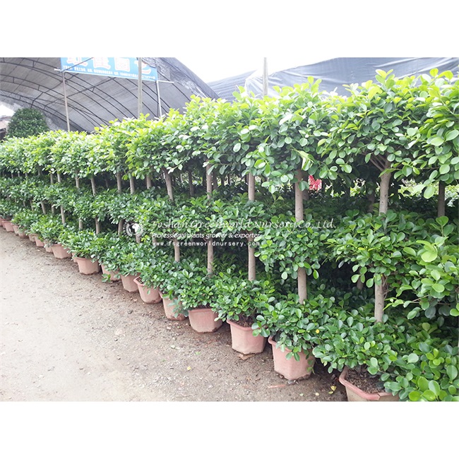 Ficus Panda is a special ficus variety which are made to be grown as indoor and outdoor plants