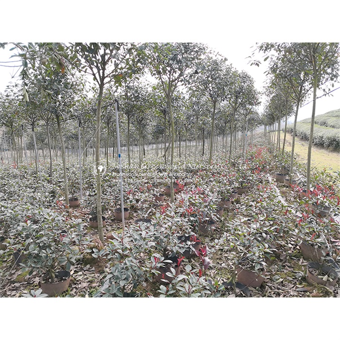 Photinia serratifolia (syn. Photinia serrulata), commonly called Taiwanese photinia or Chinese photinia