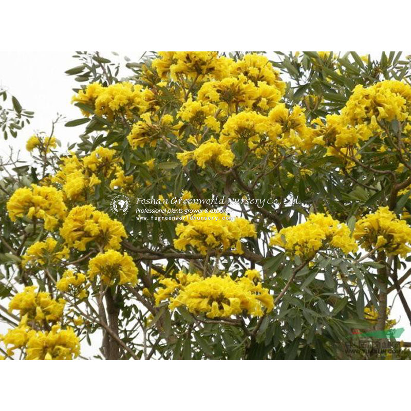 Tabebuia caraiba, Tabebuia argentea is one over 100 species with blooms starting near the first day of spring in South Floridar