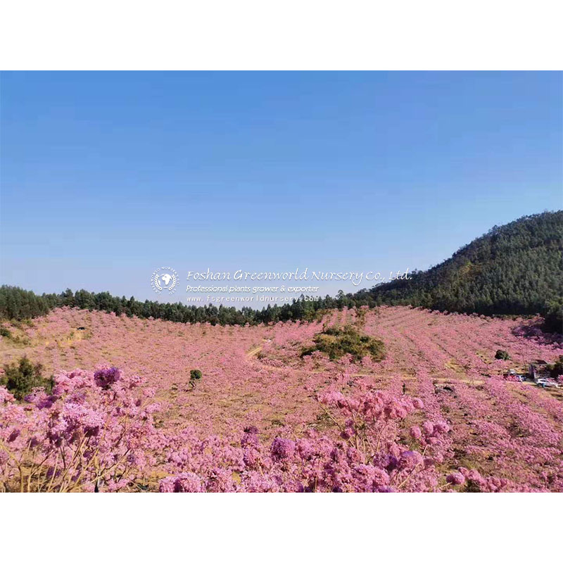 Tabebuia pentaphylla, also called pink poui, and rosy trumpet tree