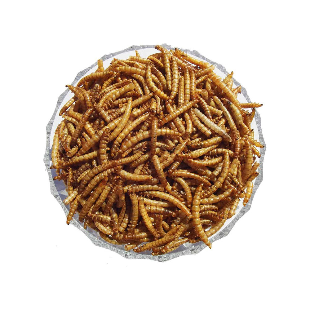 DpatQueen Bird <a href='/dried-mealworm/'>Dried Mealworm</a> Topping