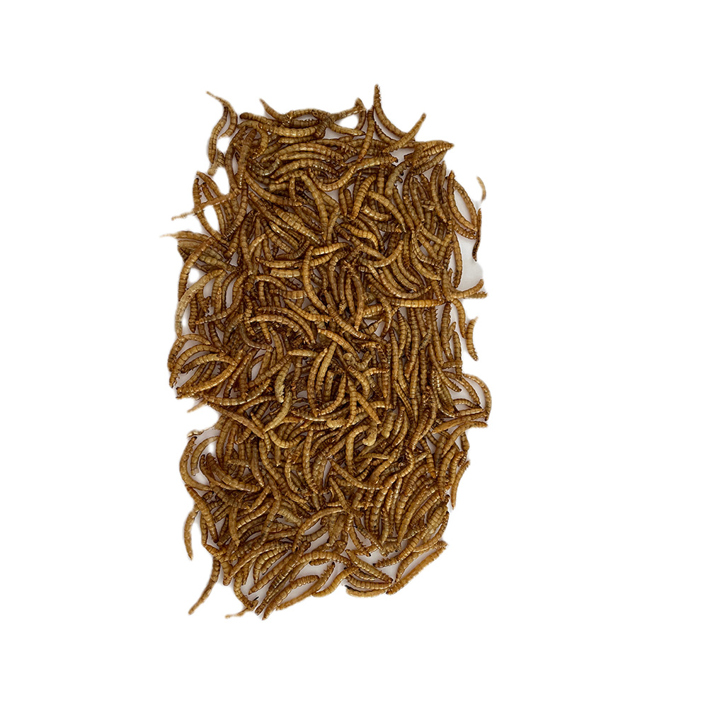 100% All Natural <a href='/meal-worm/'>Meal Worm</a>s for Your Pets’ Well-being