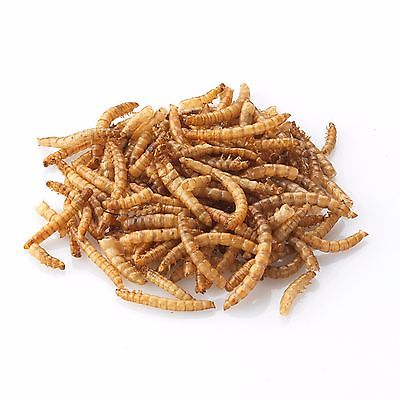 Dried yellow mealworms are a high protein snack beneficial for pet health and happiness