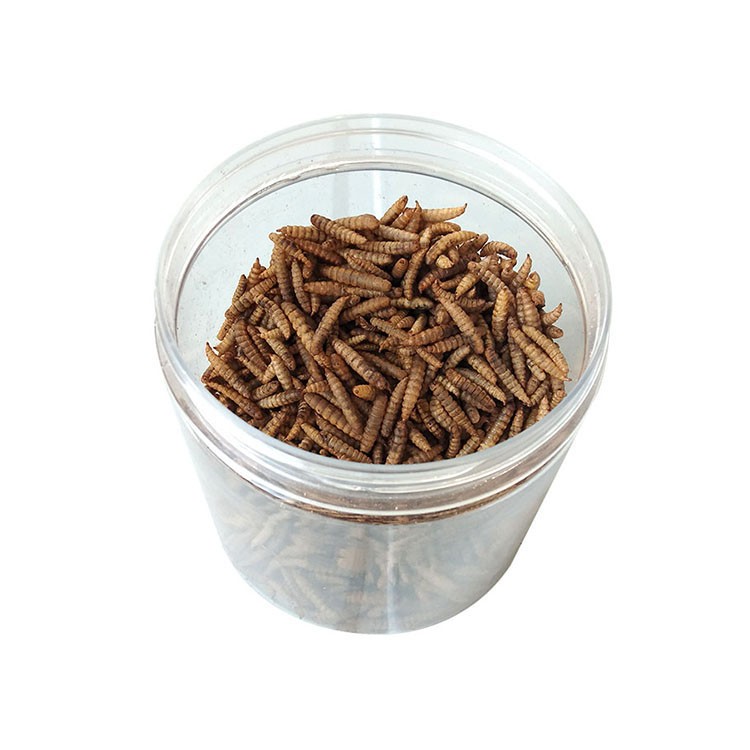 Dpat Dried <a href='/black-soldier/'>Black Soldier</a> Fly Larvae