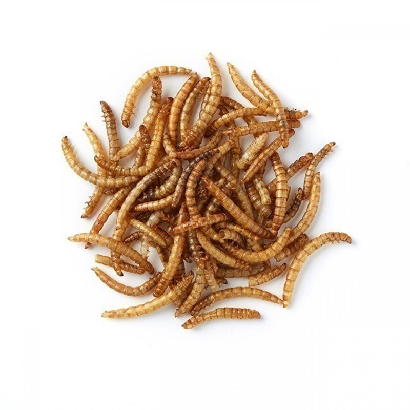 Dried mealworms Mealworms for Sale