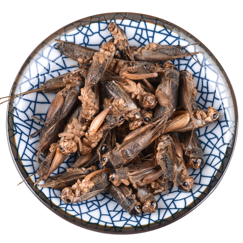 Dried crickets provide delicious and nutritious food for your pet