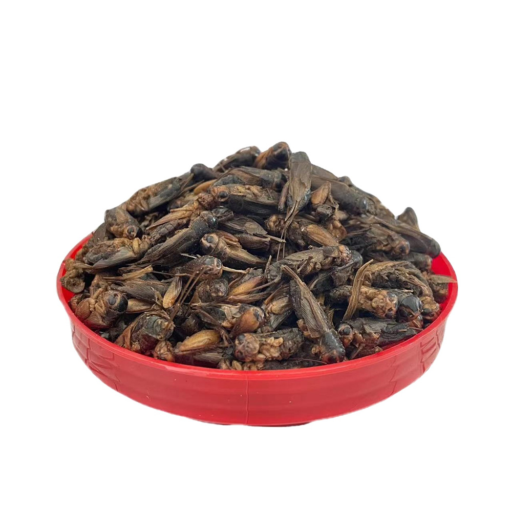 Dried <a href='/crickets/'>Crickets</a>——Eco-Friendly Protein Source