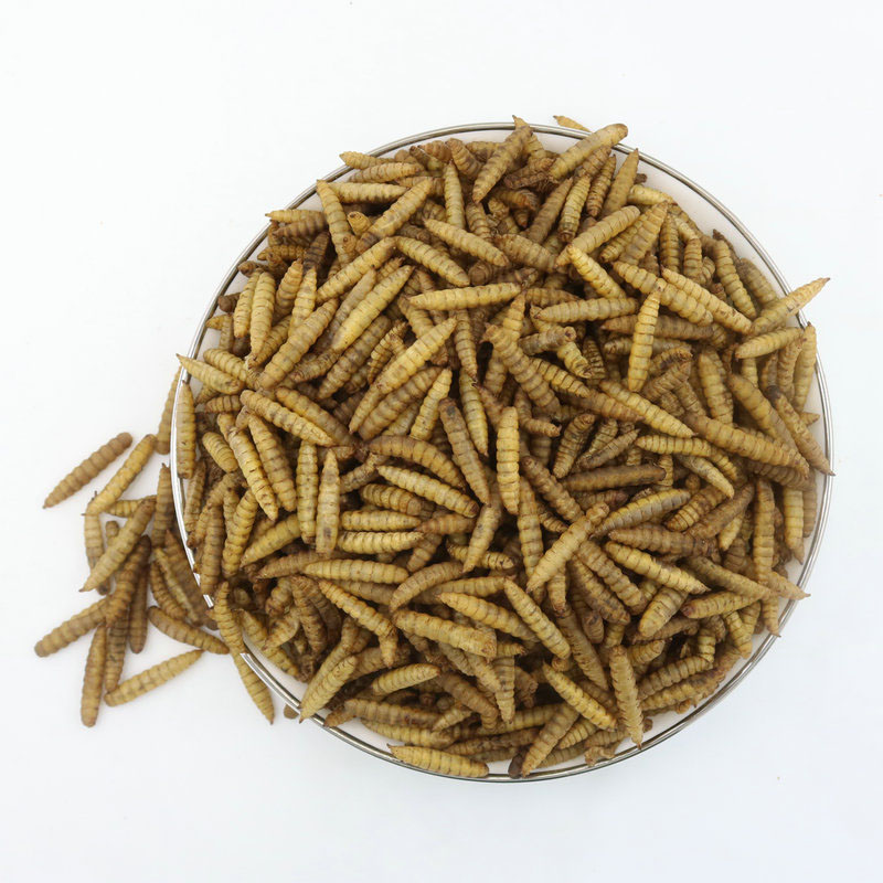 <a href='/black-soldier/'>Black Soldier</a> Fly Whole <a href='/dried-larvae/'>Dried Larvae</a>